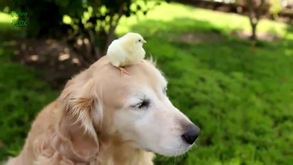 Любвеобвилност между кучета и малки пиленца - Забавна компилация 2014