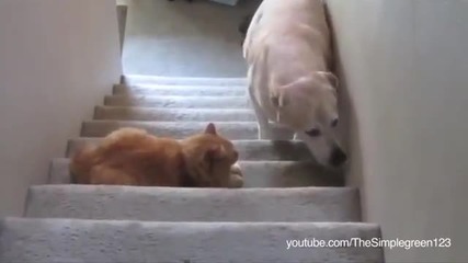 Смешни кучета които се боят от котки.