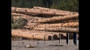Нов механизъм, който да намали цените на дървата за огрев, ще заработи до месец