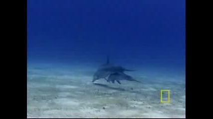National Geographic - Делфини: Родител