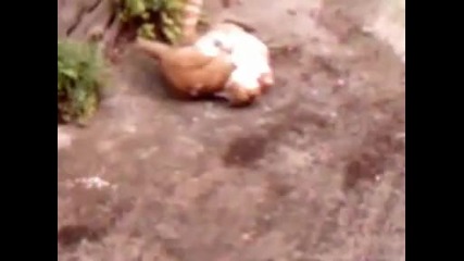 Cat fight - 1 