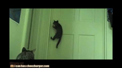 котките могат да отварят и врати