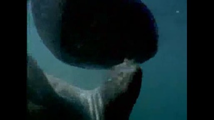 Freaks Of Nature:gigantic Bizarre Fish