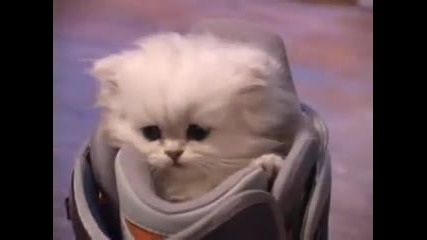 Малко коте, Голямо мяу