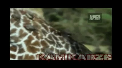 Top 10 Odd Animal Couples: Жирафите в Oxpecker 