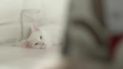Котки