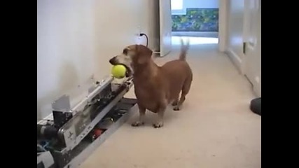 Умно куче, само си хвърля топката :)