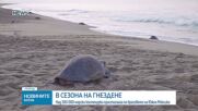 Повече от 300 хиляди морски костенурки пристигнаха на бреговете на Южно Мексико