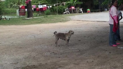 Лицемерно куче
