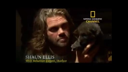 National Geographic Channel A Man Among Wolves