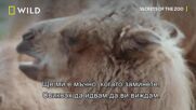 Братята камили | Тайните на зоопарка | NG Wild Bulgaria
