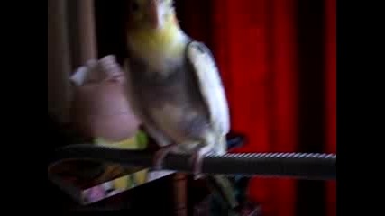 Смях!папагал Пее Гъци Гъци