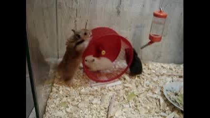 Mouse..xd