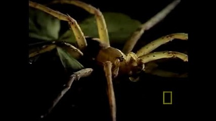 Narional Geographic - Spider Eats Frog