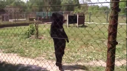Забавен мечок ходи като човек