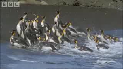 Bbc Planet Earth - кралските пингвини