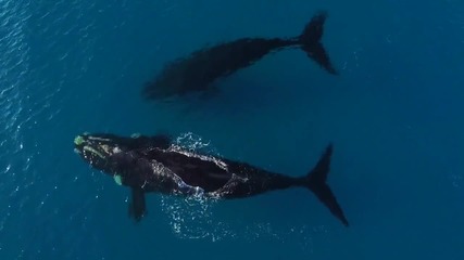 Невероятната среща на южните китове с човека