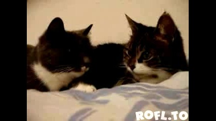 Funny Talking Cats