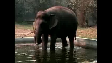 Салон За Красота На Слонове - Индия 