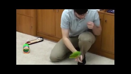Този папагал ме разби