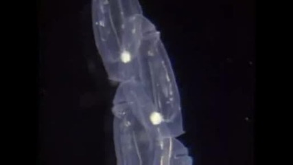National Geographic - Sea Salps
