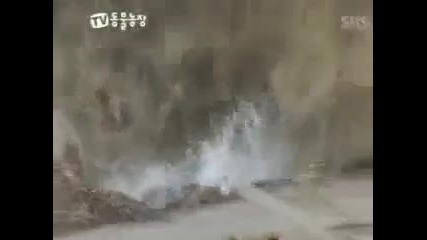 Newest Everland Episode Lion vs Tiger debates end here
