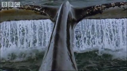 Антарктика - Китове на лов - Ббс Див Живот 