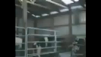 Funny Animals