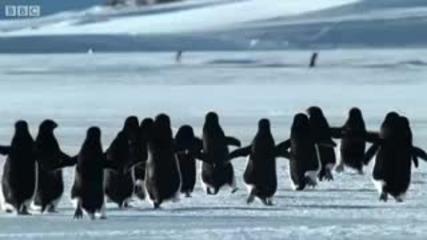 летящи пингвини 