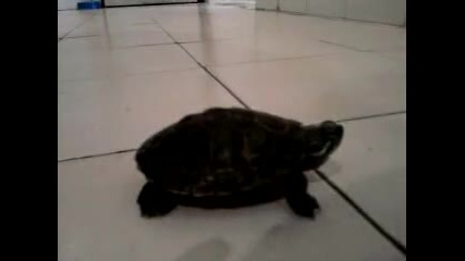 костенурка - моята костенурка 