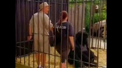 Скрита камера с горила