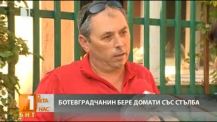 Домат израсна до 4 метра и дава реколта до първия сняг