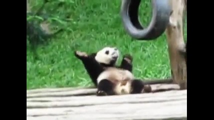 hip - hop panda