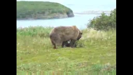 National Geographic - Bears In The Berries, Mcneil River, Alaska