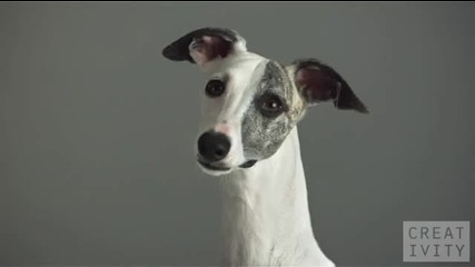 Pedigree Dogs ad shot 1000 Fps using the Phantom camera