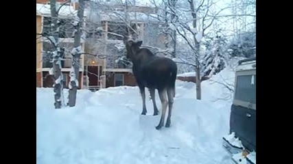 Death_by_moose_in_alaska