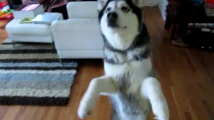 Мишка седи на 2 крака :d