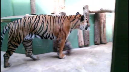 Тигър