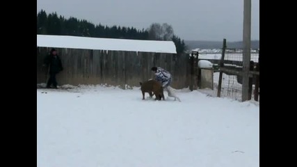 Dogo Argentino