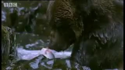 Сладки Гризли мечки се учат да ловят риба и да плуват