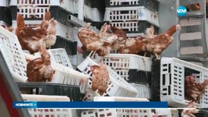 Кокошки предизвикаха огромно задръстване в Aвстрия