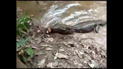 Elektricheska zmiorka sreshtu krokodil