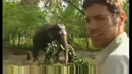 Elephants never forget so dont upset them - Ultimate Killers - Bbc wildlife