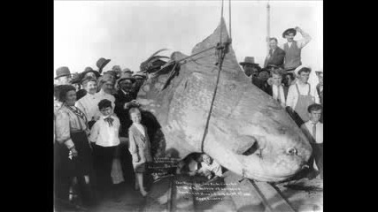 Worlds largest fish!!! 