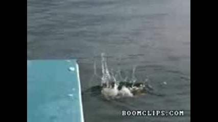 corgi does a belly flop 
