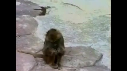 Monkey & mirror