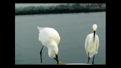 Jonathan Livingstone Seagull - the Ending 