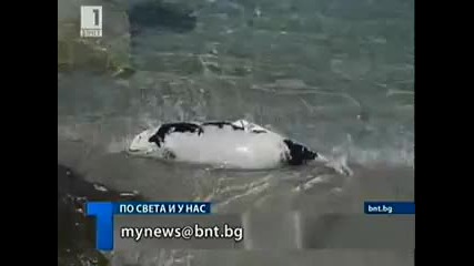 Незаконно тралене в Поморие