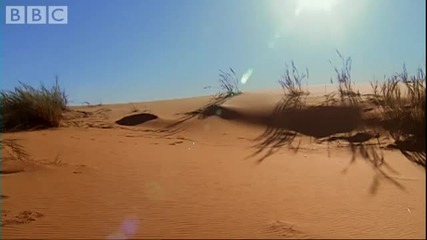Strange sounds in the desert reveal a cute Golden Mole - Animal Camera - Bbc 