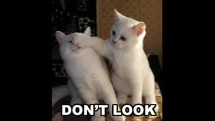 Funny cats